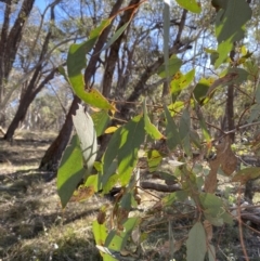 Eucalyptus dives (Broad-leaved Peppermint) at Grabben Gullen, NSW - 25 Jun 2023 by Tapirlord