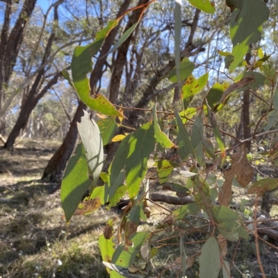 Eucalyptus dives (Broad-leaved Peppermint) at Grabben Gullen, NSW - 25 Jun 2023 by Tapirlord