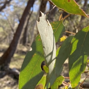 Eucalyptus dives at Grabben Gullen, NSW - 25 Jun 2023