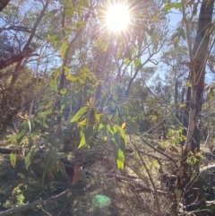 Eucalyptus dives at Grabben Gullen, NSW - 25 Jun 2023