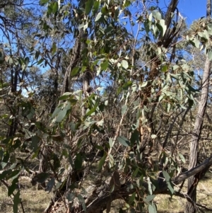 Eucalyptus dives at Grabben Gullen, NSW - 25 Jun 2023