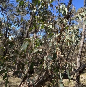 Eucalyptus dives at Grabben Gullen, NSW - 25 Jun 2023 12:00 PM