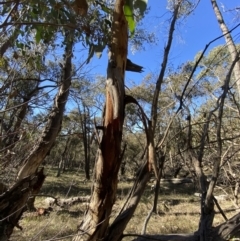 Eucalyptus dives at Grabben Gullen, NSW - 25 Jun 2023 12:00 PM