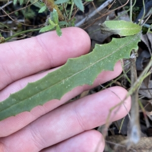 Senecio phelleus at Bango, NSW - 25 Jun 2023