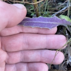 Senecio phelleus at Bango, NSW - 25 Jun 2023