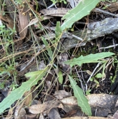 Senecio phelleus at Bango, NSW - 25 Jun 2023