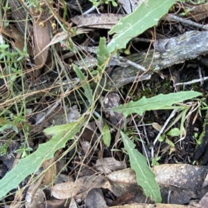 Senecio phelleus at Bango, NSW - 25 Jun 2023