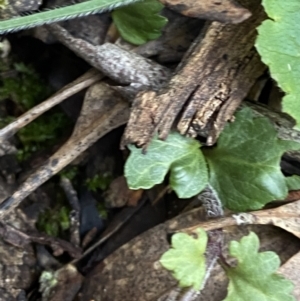 Veronica calycina at Bango, NSW - 25 Jun 2023