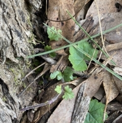 Veronica calycina at Bango, NSW - 25 Jun 2023