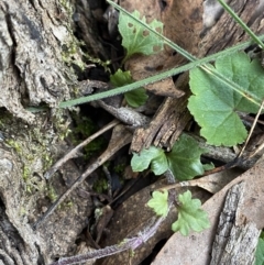 Veronica calycina at Bango, NSW - 25 Jun 2023 11:34 AM