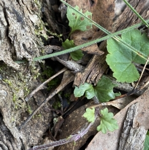 Veronica calycina at Bango, NSW - 25 Jun 2023