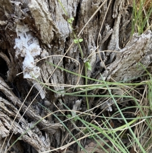 Veronica calycina at Bango, NSW - 25 Jun 2023