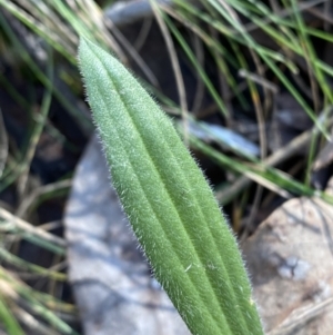 Plantago varia at Bango, NSW - 25 Jun 2023 11:34 AM