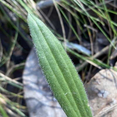 Plantago varia (Native Plaintain) at Bango, NSW - 25 Jun 2023 by Tapirlord