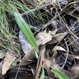 Plantago varia at Bango, NSW - 25 Jun 2023