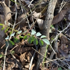 Indigofera australis subsp. australis (Australian Indigo) at Bango Nature Reserve - 25 Jun 2023 by Tapirlord