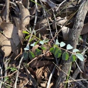 Indigofera australis subsp. australis at Bango, NSW - 25 Jun 2023