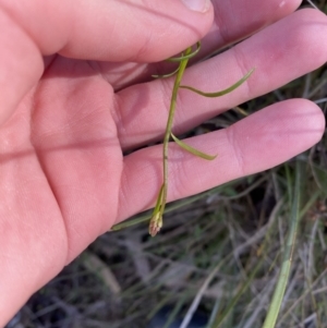 Stackhousia monogyna at Bango, NSW - 25 Jun 2023