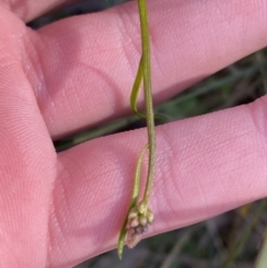 Stackhousia monogyna at Bango, NSW - 25 Jun 2023 11:30 AM