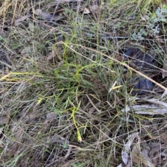 Stackhousia monogyna at Bango, NSW - 25 Jun 2023