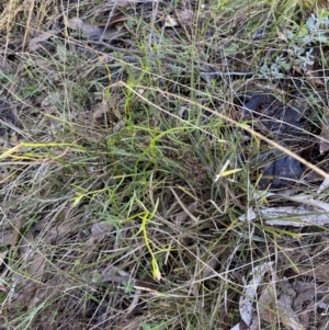 Stackhousia monogyna at Bango, NSW - 25 Jun 2023