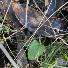 Viola betonicifolia (Mountain Violet) at Bango Nature Reserve - 25 Jun 2023 by Tapirlord