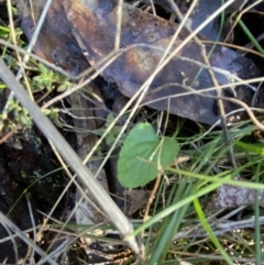 Viola betonicifolia at Bango, NSW - 25 Jun 2023 11:28 AM