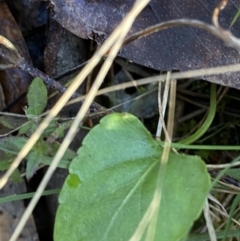 Viola betonicifolia at Bango, NSW - 25 Jun 2023 11:28 AM