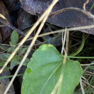Viola betonicifolia at Bango, NSW - 25 Jun 2023