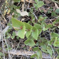 Platylobium montanum subsp. montanum (Mountain Flat Pea) at Bango, NSW - 25 Jun 2023 by Tapirlord