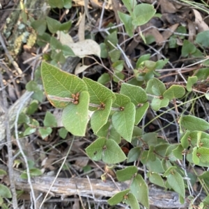 Platylobium montanum subsp. montanum at Bango, NSW - 25 Jun 2023