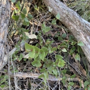 Platylobium montanum subsp. montanum at Bango, NSW - 25 Jun 2023