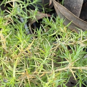 Stellaria pungens at Bango, NSW - 25 Jun 2023