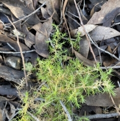 Stellaria pungens at Bango, NSW - 25 Jun 2023 11:27 AM