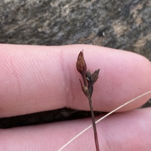 Hypericum gramineum at Bango, NSW - 25 Jun 2023 11:26 AM