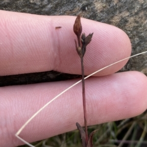 Hypericum gramineum at Bango, NSW - 25 Jun 2023 11:26 AM