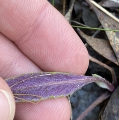 Senecio prenanthoides (Common Forest Fireweed) at Bango, NSW - 25 Jun 2023 by Tapirlord