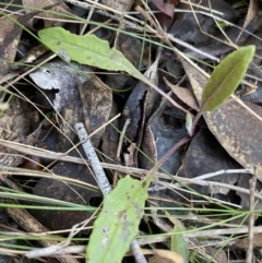 Senecio prenanthoides at Bango, NSW - 25 Jun 2023 11:25 AM