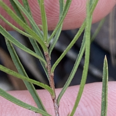 Cheiranthera linearis (Finger Flower) at Bango Nature Reserve - 25 Jun 2023 by Tapirlord