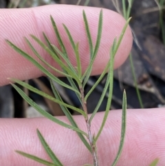 Cheiranthera linearis at Bango, NSW - 25 Jun 2023