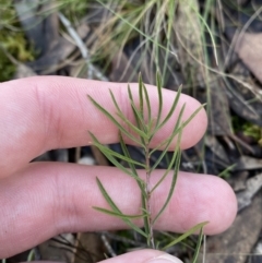 Cheiranthera linearis at Bango, NSW - 25 Jun 2023 11:22 AM