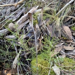 Cheiranthera linearis at Bango, NSW - 25 Jun 2023 11:22 AM