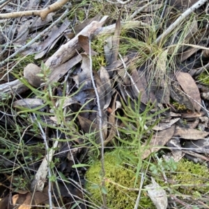 Cheiranthera linearis at Bango, NSW - 25 Jun 2023