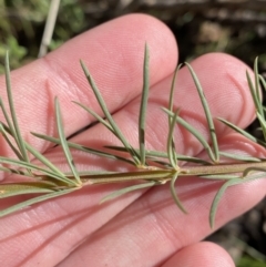 Gompholobium huegelii (pale wedge–pea) at Bango, NSW - 25 Jun 2023 by Tapirlord