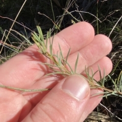 Gompholobium huegelii at Bango, NSW - 25 Jun 2023