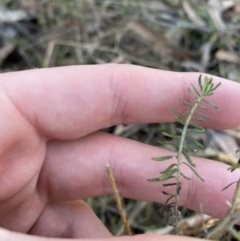 Cassinia sifton (Sifton Bush, Chinese Shrub) at Bango Nature Reserve - 25 Jun 2023 by Tapirlord