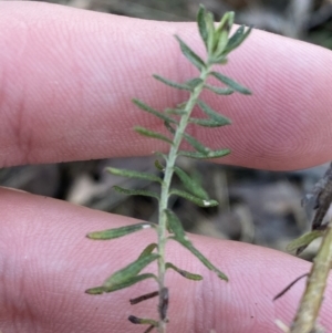 Cassinia sifton at Bango, NSW - 25 Jun 2023 11:16 AM