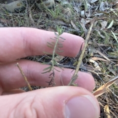 Cassinia sifton at Bango, NSW - 25 Jun 2023 11:16 AM