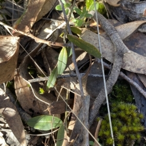 Hovea heterophylla at Bango, NSW - 25 Jun 2023