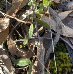 Hovea heterophylla (Common Hovea) at Bango Nature Reserve - 25 Jun 2023 by Tapirlord